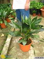 Parlour Palm